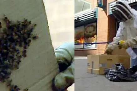 Images of the Union Square bees—and bee specialist—from WABC 7